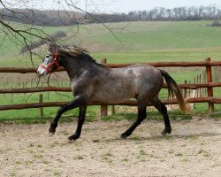 horse Rudi - Rarität - P.R.E. Hengst direkt von Züchter (Pura Raza Espanola (PRE), 2015)