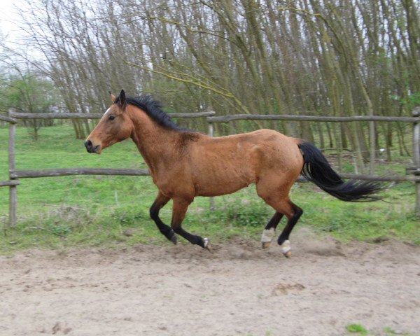 horse Bamako - Ung. Warmblut aus private Hände (Hungarian Warmblood, 2013)