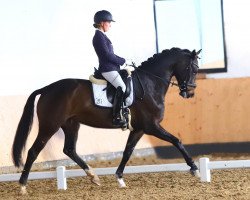 dressage horse Franziskus' Feine Kleine (Westphalian, 2014, from Franziskus FRH)