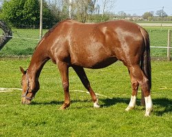 broodmare Donna Charisma (Hanoverian, 2012, from De Niro)