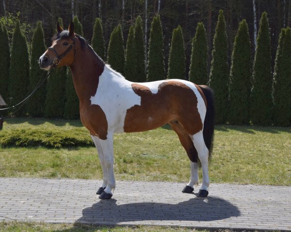 Pferd Magda (Polnisches Warmblut, 2015)