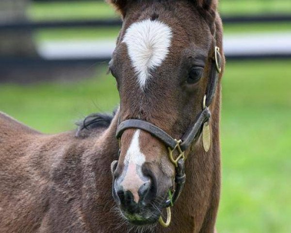 horse Prescient xx (Thoroughbred, 2018, from Bernardini xx)