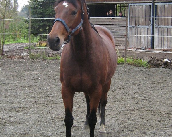 broodmare Lolita (Württemberger, 2004, from Lancino de L)