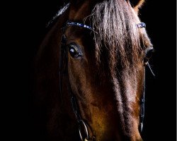 dressage horse Dalleroy (German Riding Pony, 2008, from Dumbledor AT)