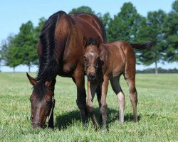 horse Hengst von Pioneerof the Nile xx (Thoroughbred, 2018, from Pioneerof The Nile xx)