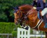 jumper Lolita de Laubry (Belgian Warmblood, 2011, from Flamenco de Semilly)