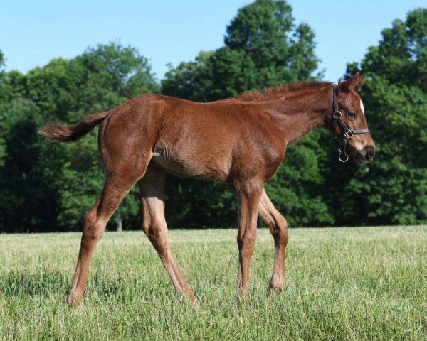 horse Stute von Ghostzapper xx (Thoroughbred, 2018, from Ghostzapper xx)