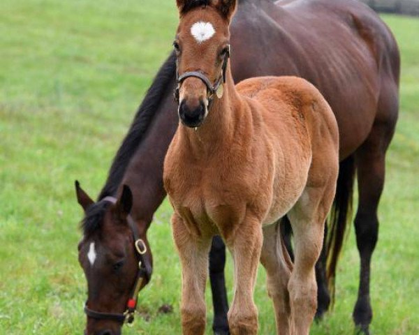 horse Stute von Bernardini xx (Thoroughbred, 2018, from Bernardini xx)