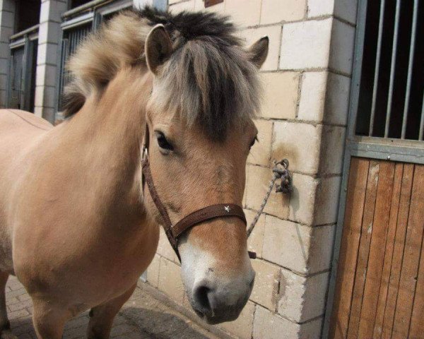 horse Katina (Fjord Horse, 2007, from Kvestur)