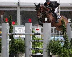 jumper High Five (Belgian Warmblood, 2007, from Calvaro Z)