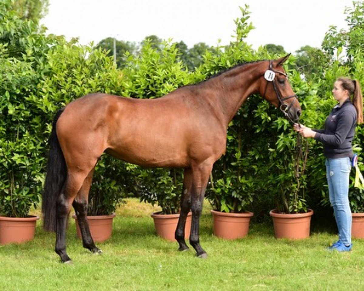 Zuchtstute Gitania II (Holsteiner, 2014, von Lux Z)