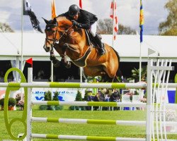 jumper Glock's Debalia (KWPN (Royal Dutch Sporthorse), 2008, from Numero Uno)