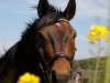 dressage horse Lacotan (Oldenburg, 2007, from Lancado)