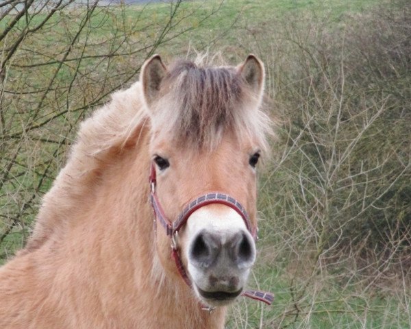 Pferd Gilja (Fjordpferd, 2012, von Mr. Tveiten N.2591)