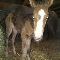 jumper Love is in the air (German Sport Horse, 2020, from Lirano)