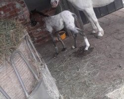 horse Pünktchen (Shetland Pony, 2012)