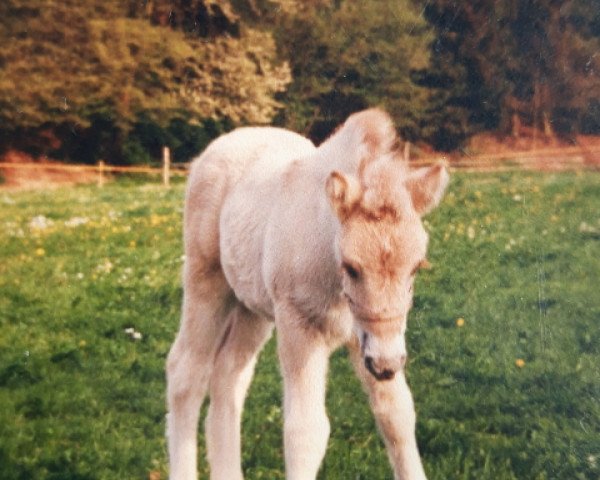 Zuchtstute Marlen (Fjordpferd, 1993, von Ohlsen)