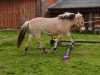 broodmare Musse (Fjord Horse, 1988, from Rei Halsnæs D.542)