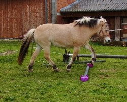 broodmare Musse (Fjord Horse, 1988, from Rei Halsnæs D.542)