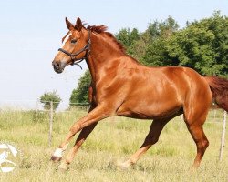 broodmare Ronja (Zweibrücken, 2005, from Richard Löwenherz)