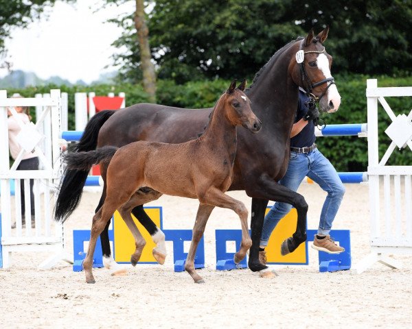 dressage horse Fürst Faberge (Oldenburg, 2019, from Fürst Fabrice)