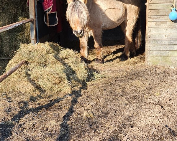 horse Fella (Fjord Horse, 1994, from Björlo)