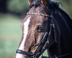 Springpferd Cäsar 202 (Pony ohne Rassebezeichnung, 2007)