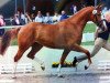 broodmare Silva-Alpha (Oldenburg, 2004, from Fighting Alpha)