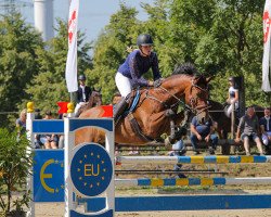 jumper Lenin 12 (German Sport Horse, 2007, from Levkoi)