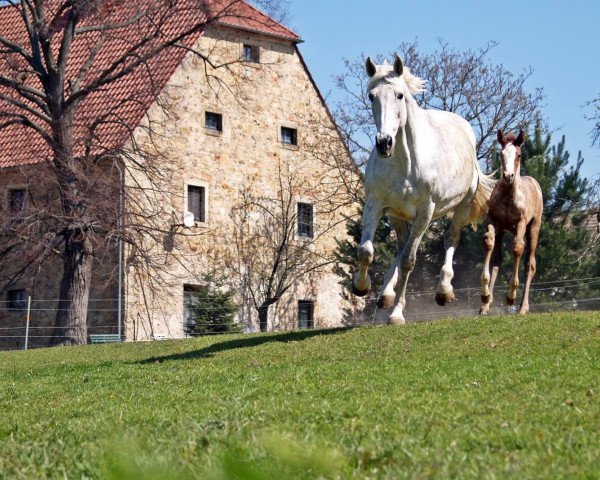 broodmare Levita (German Sport Horse, 2003, from Levisto Z)
