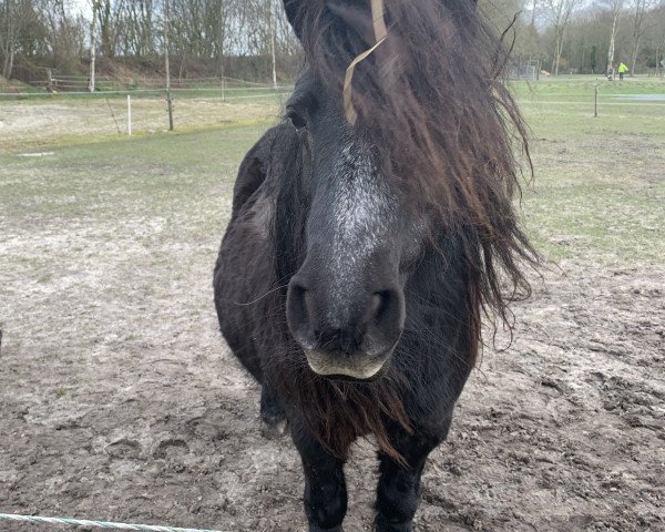 Zuchtstute Soraya van de Veldhoeve (Shetland Pony, 2002, von Manolito van de Veldhoeve)