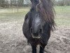 Zuchtstute Soraya van de Veldhoeve (Shetland Pony, 2002, von Manolito van de Veldhoeve)