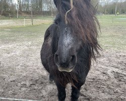 broodmare Soraya van de Veldhoeve (Shetland Pony, 2002, from Manolito van de Veldhoeve)