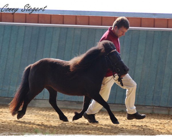 Zuchtstute Paola (Shetland Pony, 2014, von Lex Liebas)