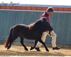 Zuchtstute Paola (Shetland Pony, 2014, von Lex Liebas)