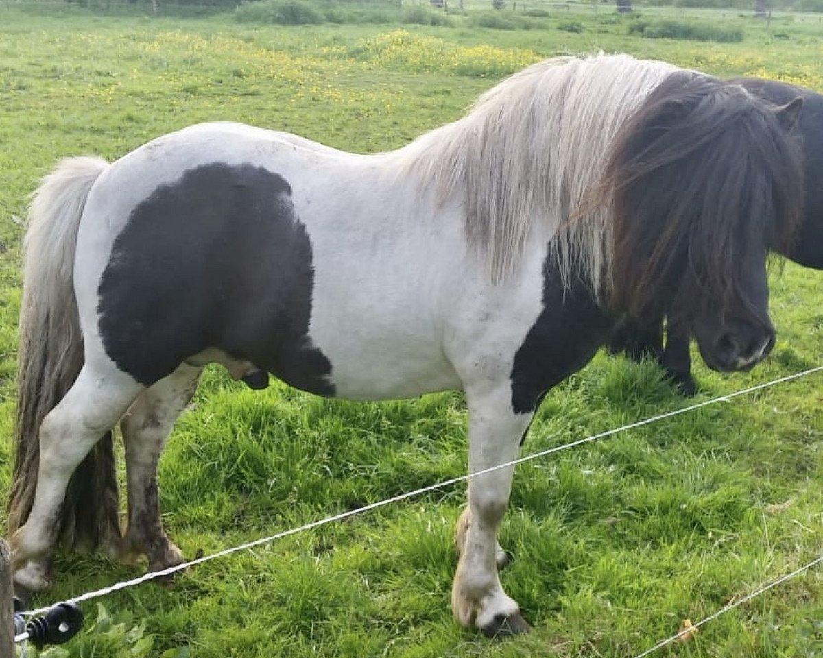 stallion Likedeelers Gajus (Shetland Pony, 2008, from Likedeelers Galileo)