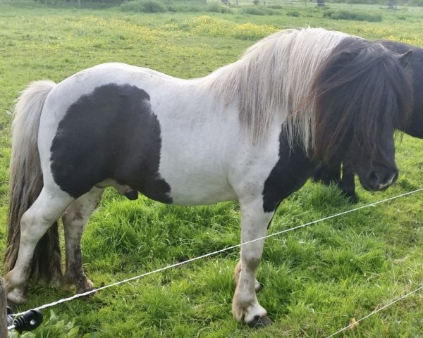 Deckhengst Likedeelers Gajus (Shetland Pony, 2008, von Likedeelers Galileo)