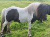 Deckhengst Likedeelers Gajus (Shetland Pony, 2008, von Likedeelers Galileo)