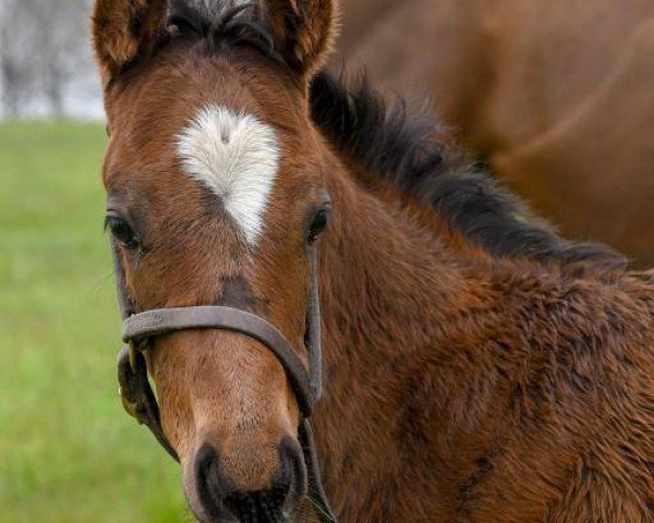 broodmare Zekara xx (Thoroughbred, 2018, from Curlin xx)