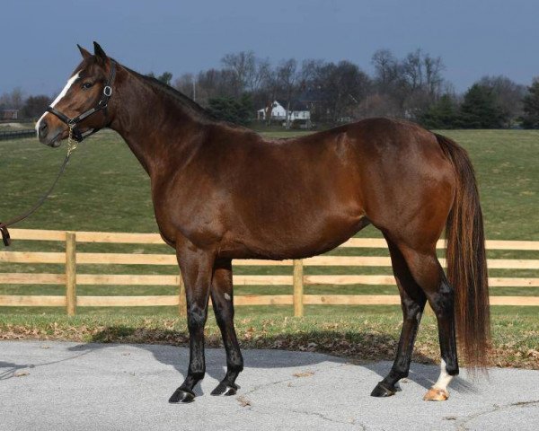 broodmare Fantastic Style xx (Thoroughbred, 2012, from Harlan's Holiday xx)