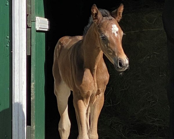 dressage horse San Martino (Oldenburg, 2020, from San Amour I)
