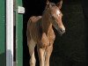 dressage horse San Martino (Oldenburg, 2020, from San Amour I)