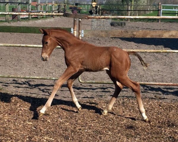 dressage horse Josef Wilmes (Hanoverian, 2020, from Erdinger)