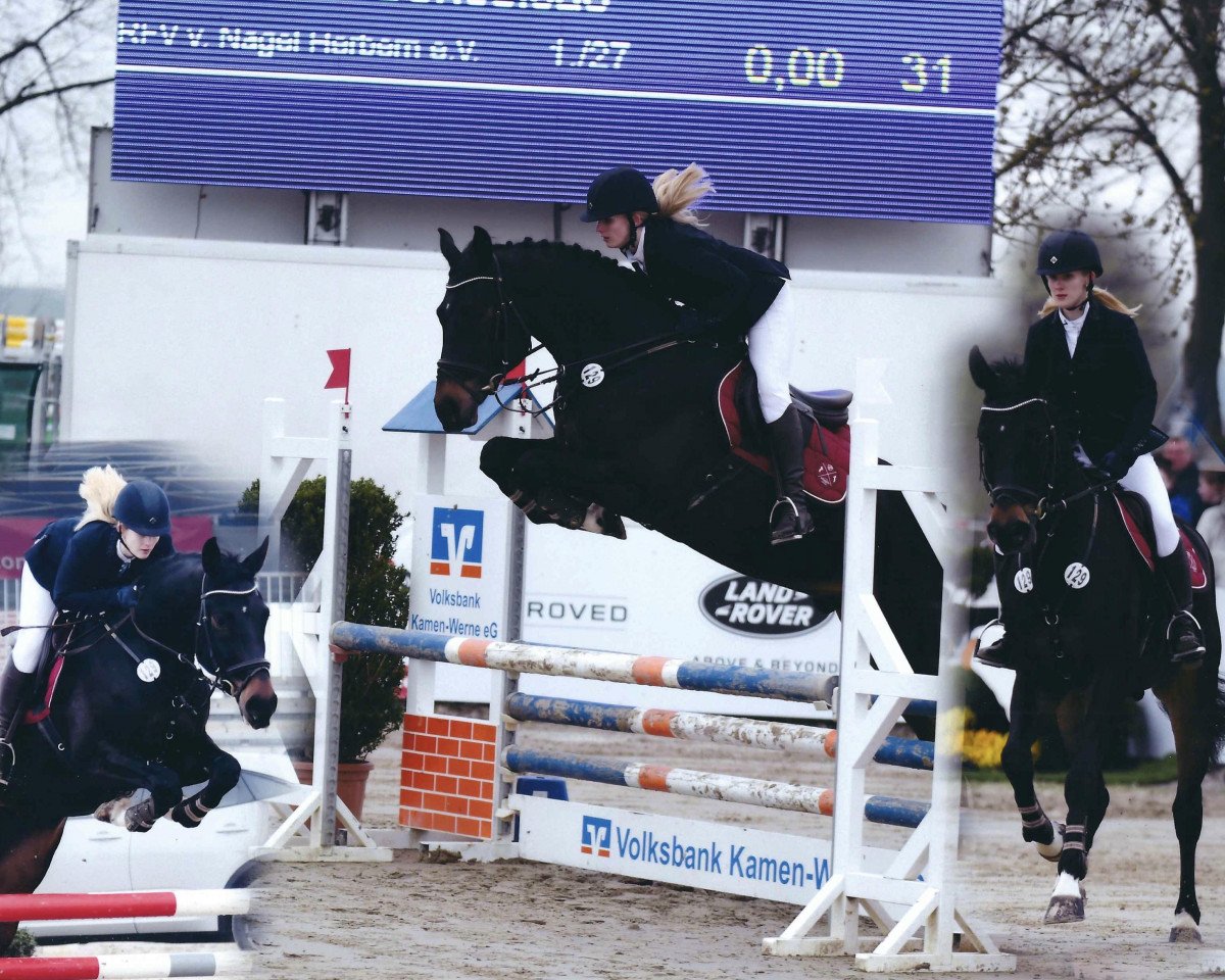 jumper Veith V (Hanoverian, 2013, from Viscount 22)