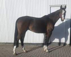 broodmare Darleen (Holsteiner, 2011, from Caretino)