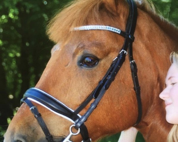 jumper Nogger (Swedish Riding Pony, 2002)