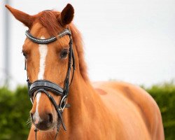 Pferd Chinella (Deutsches Reitpferd, 2013, von Cadmo van de Pluum)