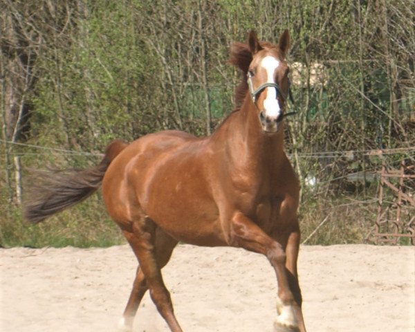 Pferd Red Saffron (Anglo Europäisches Sportpferd, 2008, von Do the Business)