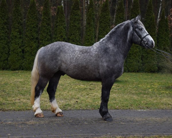 Pferd C-Bryczek (Polnisches Kaltblut, 2017)