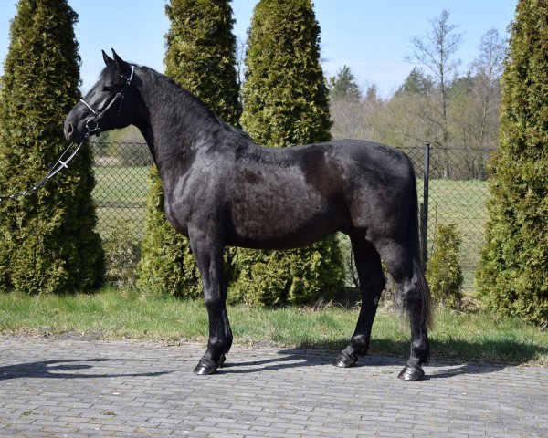 Pferd Neon (Polnisches Warmblut, 2017)